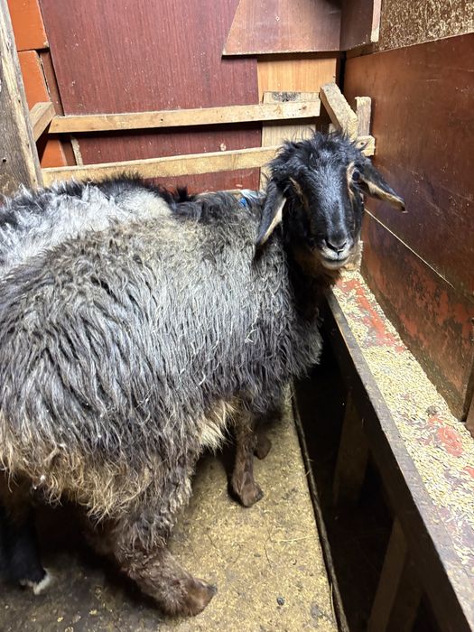 Сатуға семіз тоқтылар