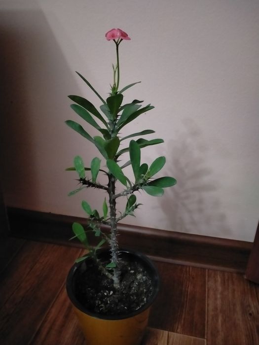 Продам отростки молочая миля