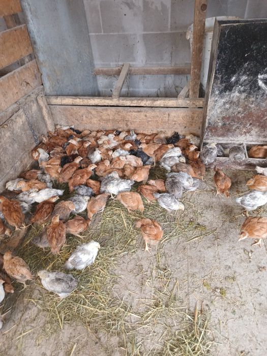 Pui mari albi de carne și rasa mixta cabir