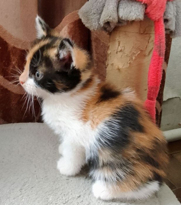 Котёнок в добрые руки
