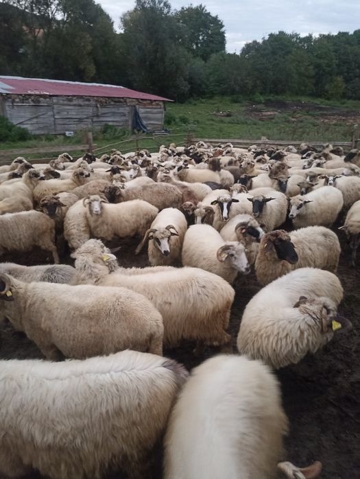 150 de oii de vânzar