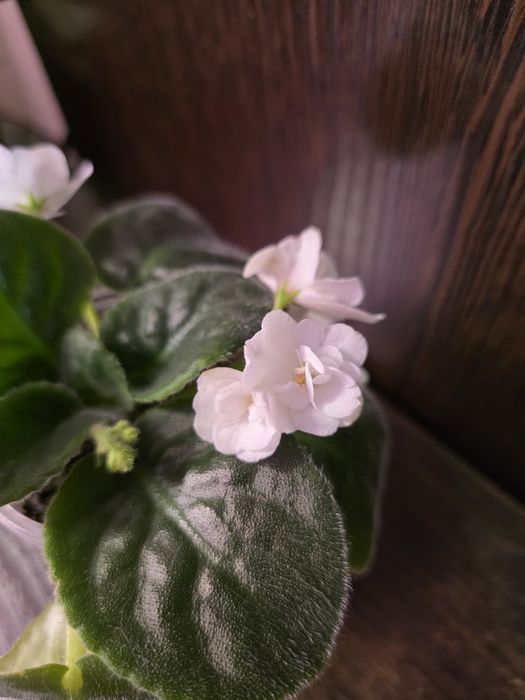 Фиалки белые. Продам.