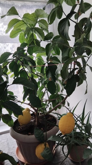 Комнатный лимон Павловский сорт