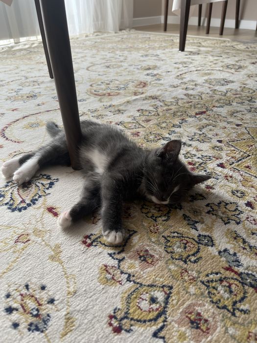 Отдам кота в хорошие руки