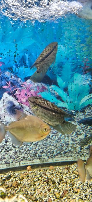 Мезонаута( Фестивум)