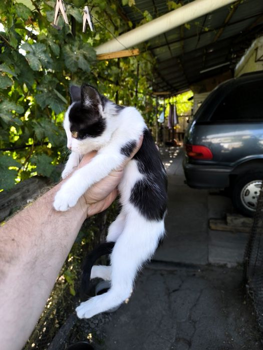 Котята мышеловки