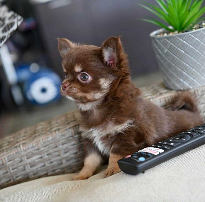 Мъжко миниатюрно дългокосместо чихуахуа шоколадов тен