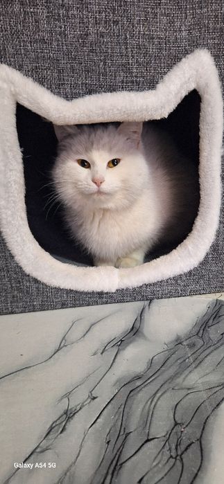 В добрые руки отдам