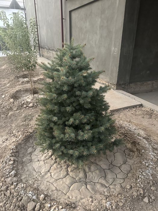 8 та Галубой ел арча Кримский сотилади.