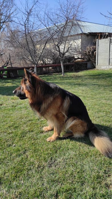 НЕ ПРОДАЖА. Ищем невесту