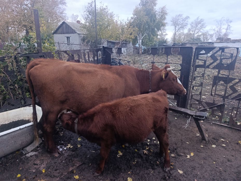 Продам корову с теленком