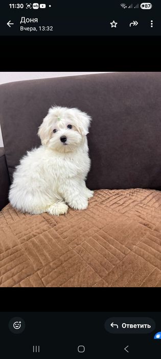 Белые облочка мальтеза