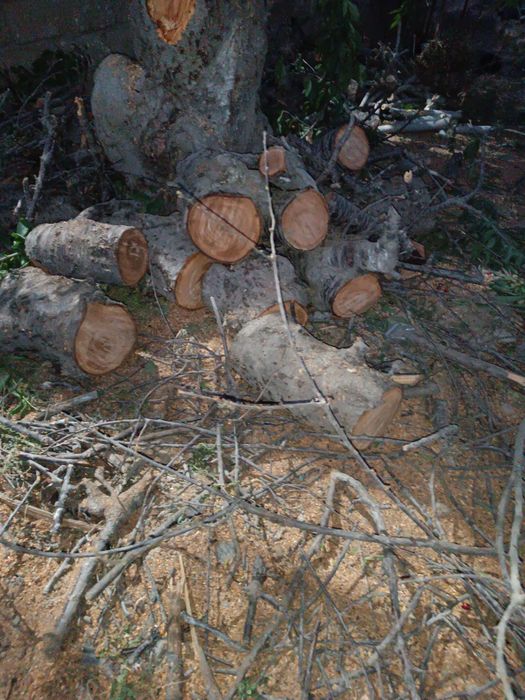 Продается дрова ўтин сотилади срочно