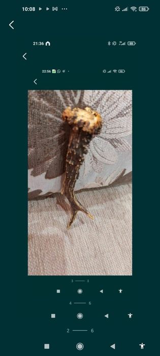 Corn cerb pentru cuțit , panoplie sau altele.