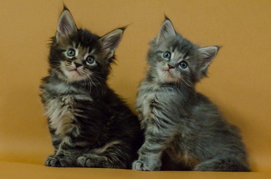 Готовы к брони котята Мейн Куна