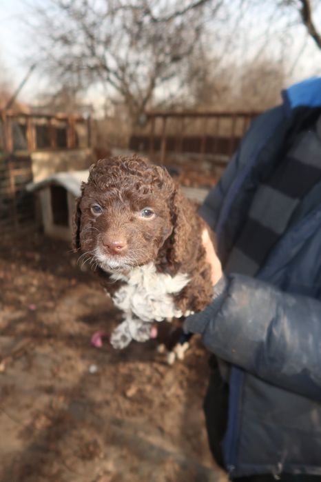 Продавам кучета Лагото Романьоло от работещи родители.