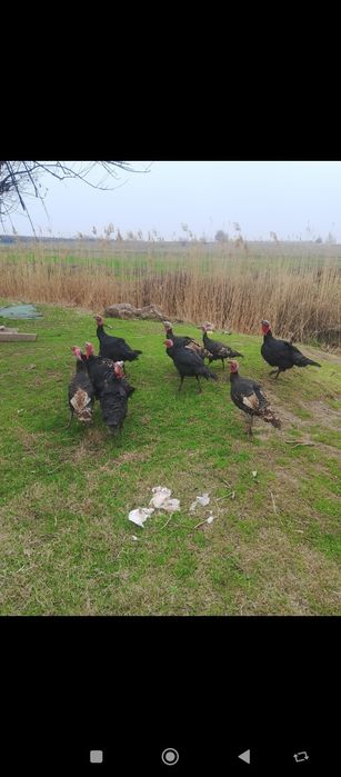 Осы куркелер сатылады