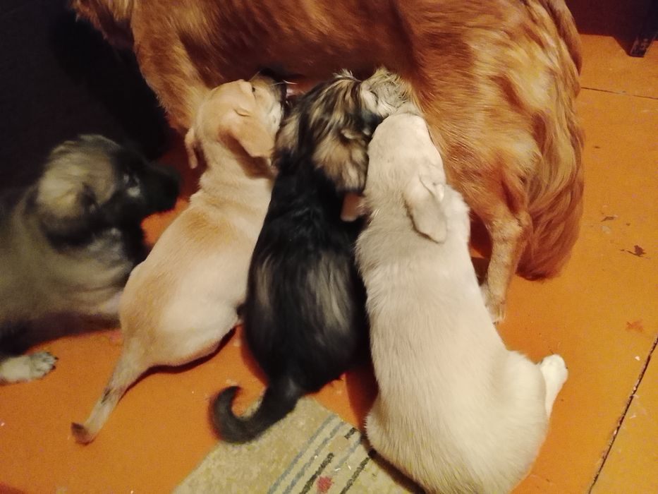 Щенки очень симпатичные метисы