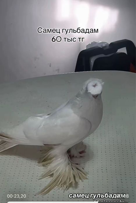 Продажа голубей голуби