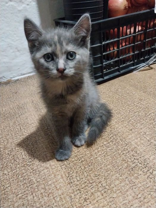 Котенок отдам бесплатно