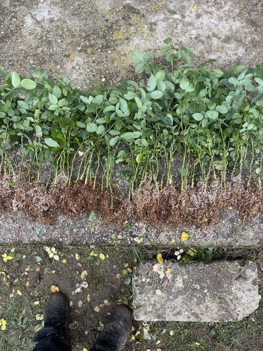 Маслодайна роза разсад – Дамасцена, Алба, Сентифолия, гол корен