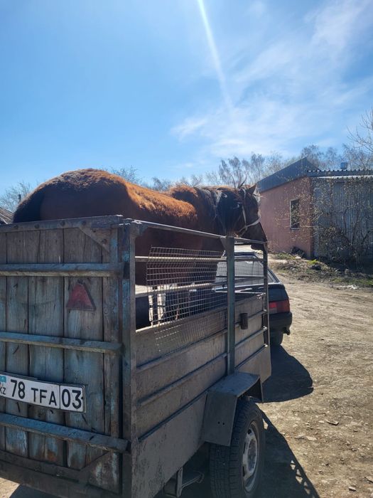 Продам лошадь.  Сатам жылкы