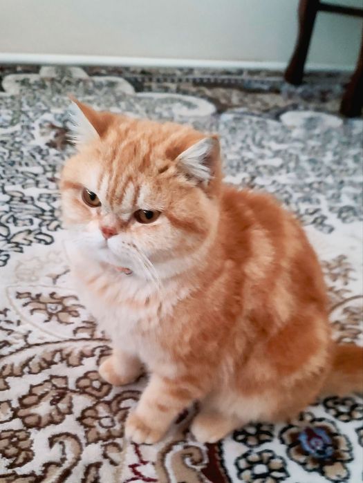 Bязка bepul juftlashtirishga Garfilddi kopiyasi