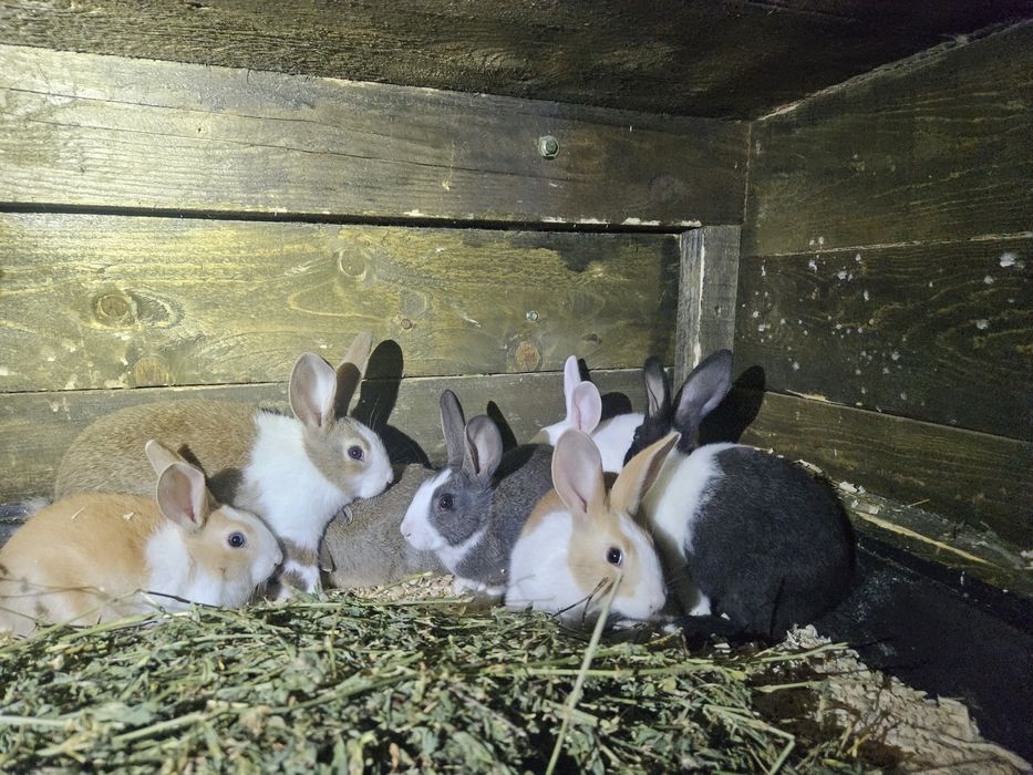 Iepuri Hycole francez