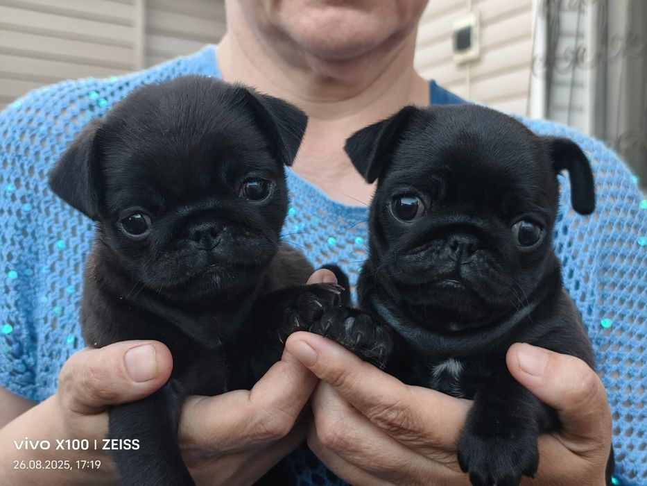 Очаровательные щенки мопса.