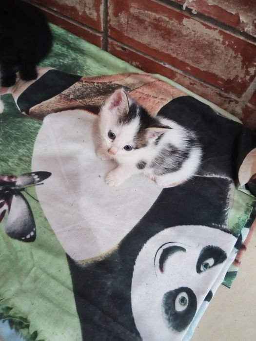 Месячные котята. Даром