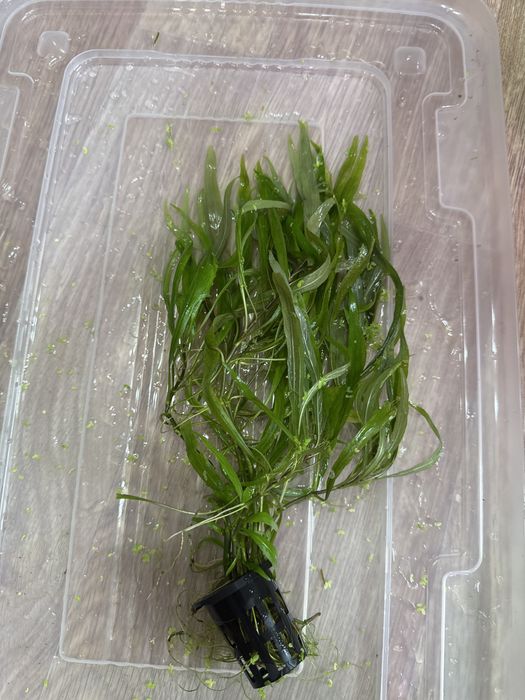 Гигрофила кустик