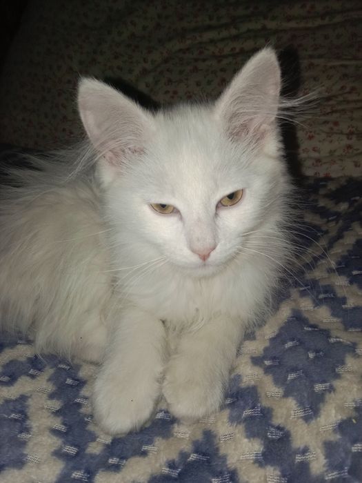 Отдам котика в добрые руки