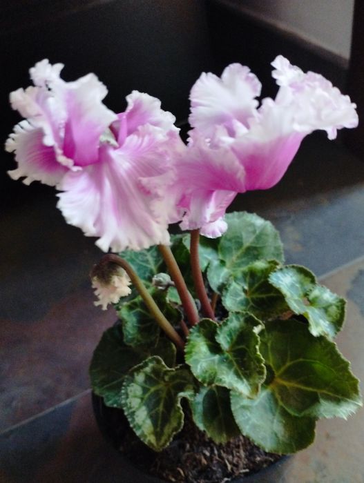 Бегония.Сингониум и другие цветы