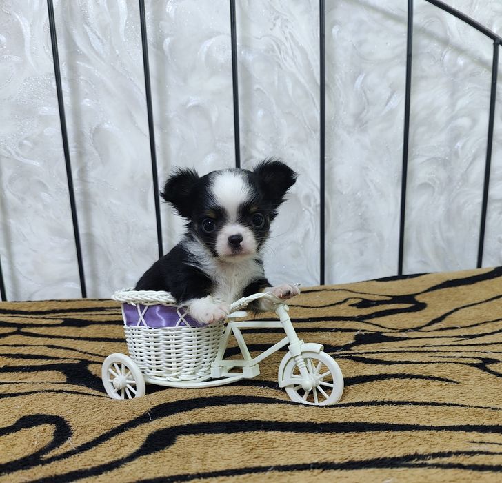 Продаётся миниатюрные мальчик чихуахуа