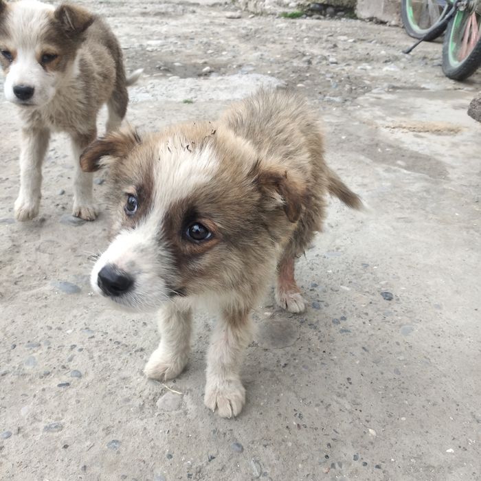 Yoqimtoy tartibli kuchuk bolalari.  Bepul Hadya qilinadi