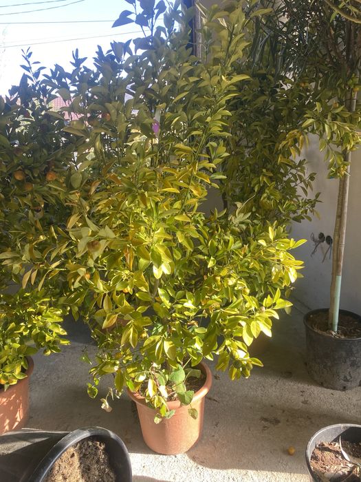 Vindem pomi fructifer