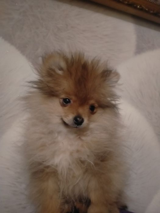 По.щенка мини шпица мальчик 3 месяца