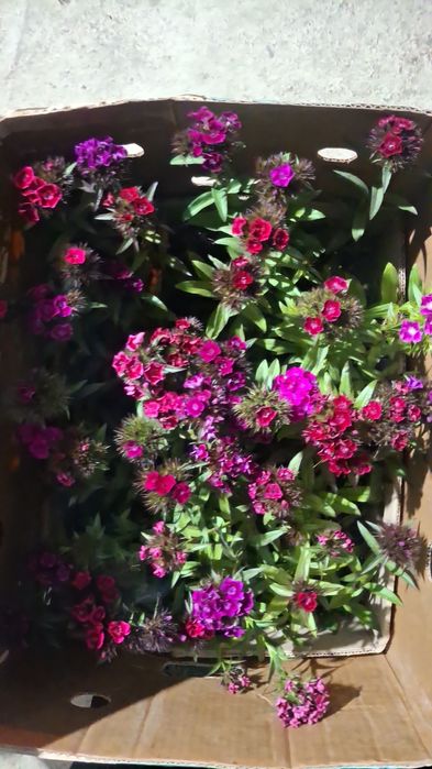 Лаванда Махровый Тимян вазелик  Размарин