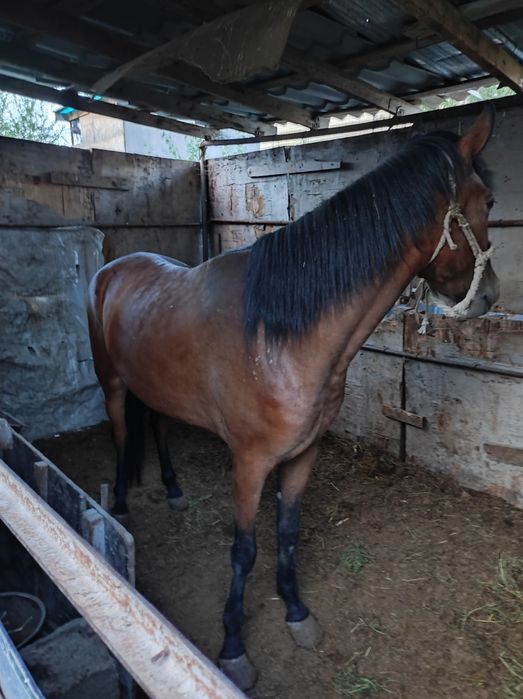 Жылкы бие Лошад 4