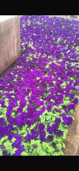 Рассада однолетних цветов.