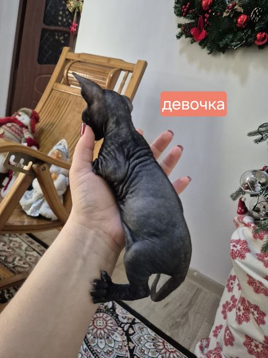 Котята донского сфинкса