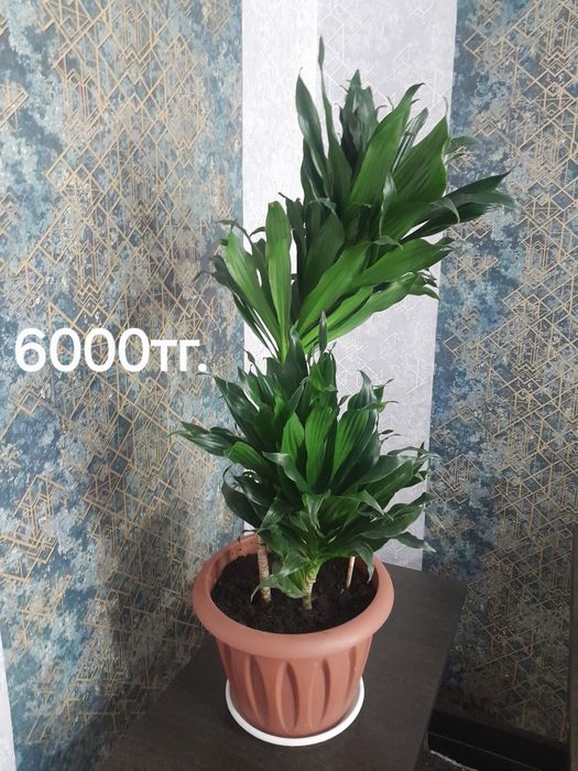Кротоны, драцены