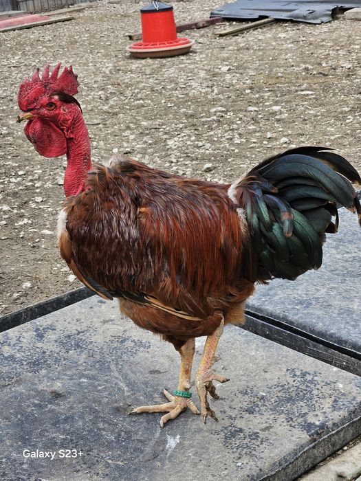 Schimb cocoș git golas de Transilvania