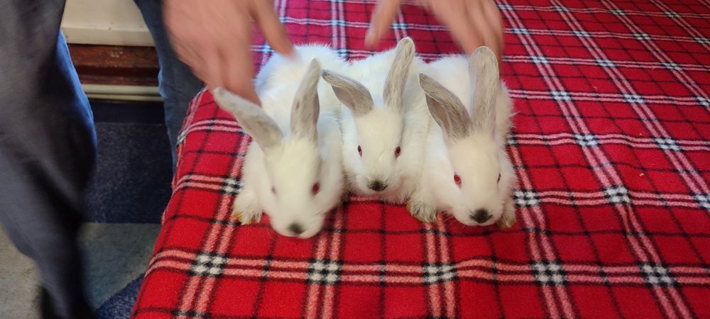 Кролики белые милые