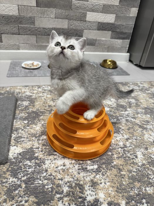 Скотиш страйт серебристая шиншилла