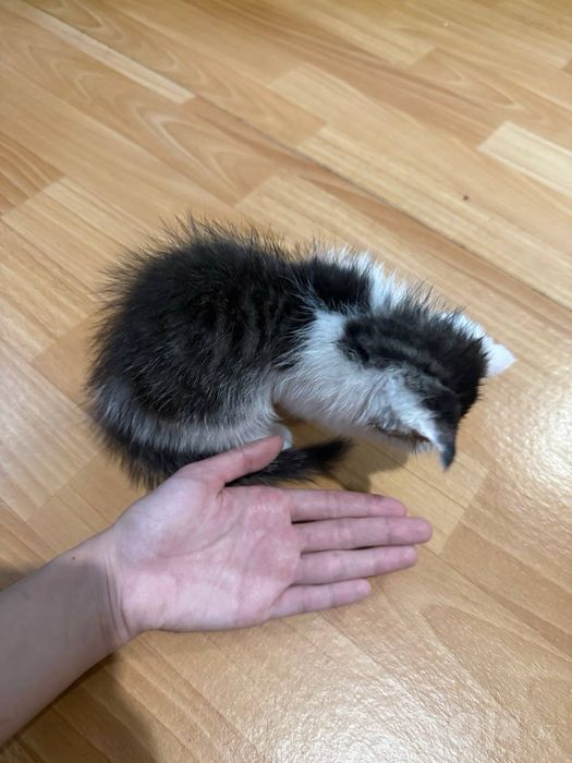 Котенок вислоухий