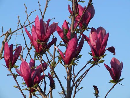 Magnolia purpurie susan mov  genie  stelata black tulip