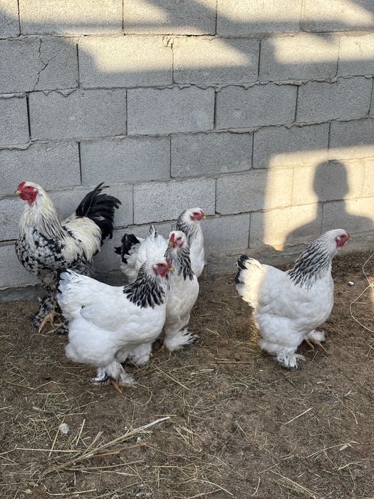 Продам курей светлый брама