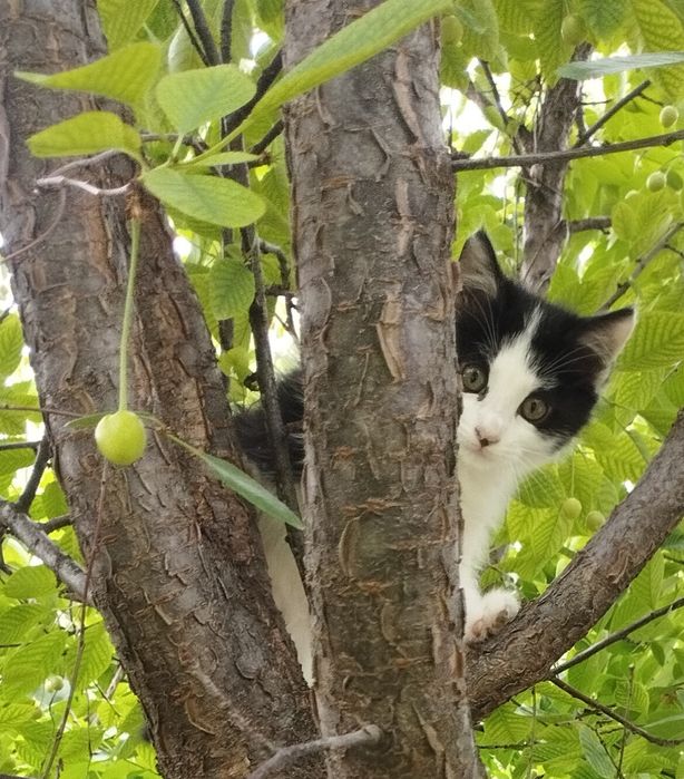 Отдаём котят в хорошие руки