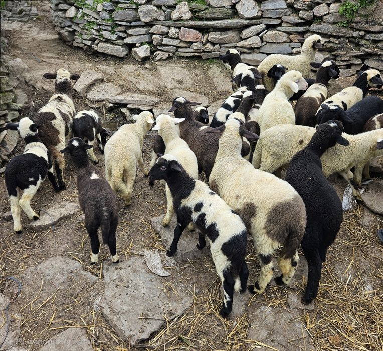 Овце – Агнета -  Кочове